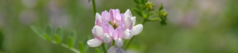 Crown Vetch