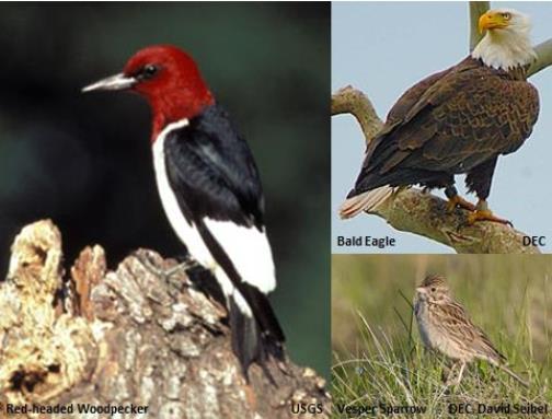 Bird Species