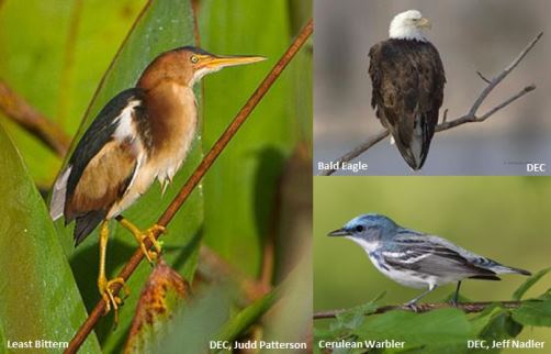 Bird Species