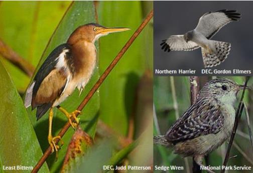 Bird Species