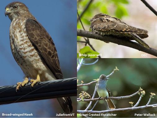 Bird Species