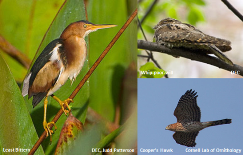 Fahnestock Bird Conservation Area