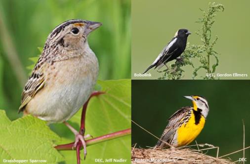 Bird Species