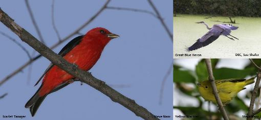 Bird Species