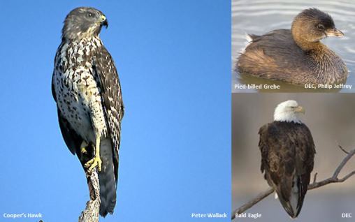 Bird Species