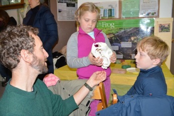 Looking at a black bear skull replica