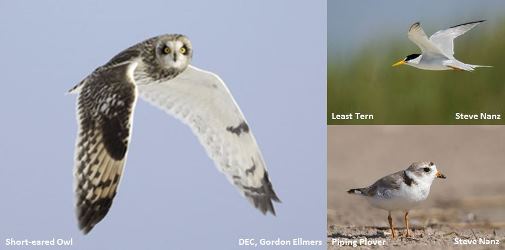 Bird Species