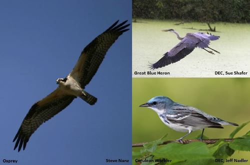 Bird Species