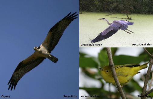 Bird Species