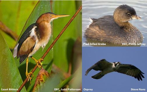 Bird Species