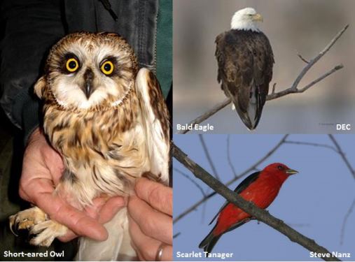 Bird Species