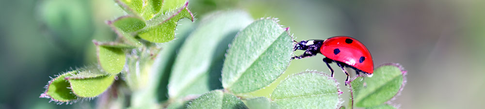 Lady Bug